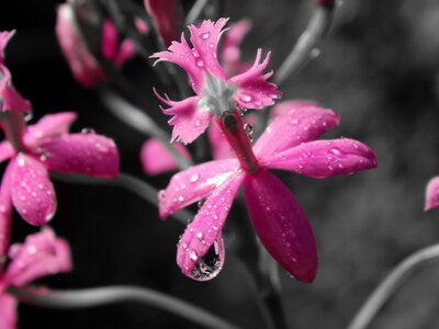 Open air flowering drop
