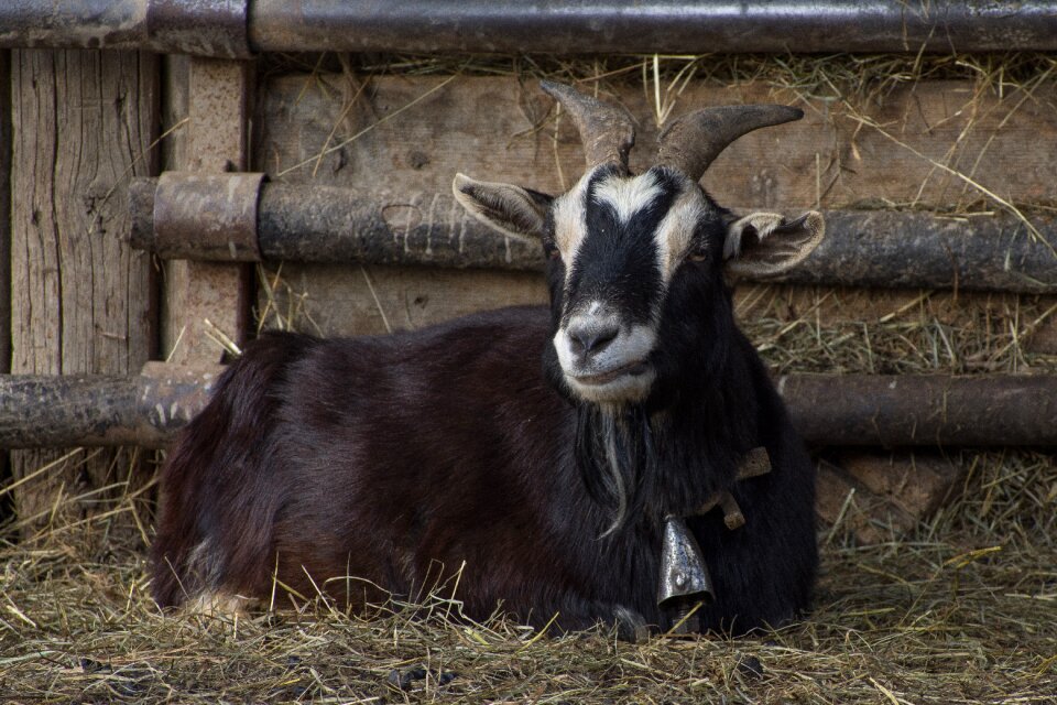 Animalia sheep black sheep