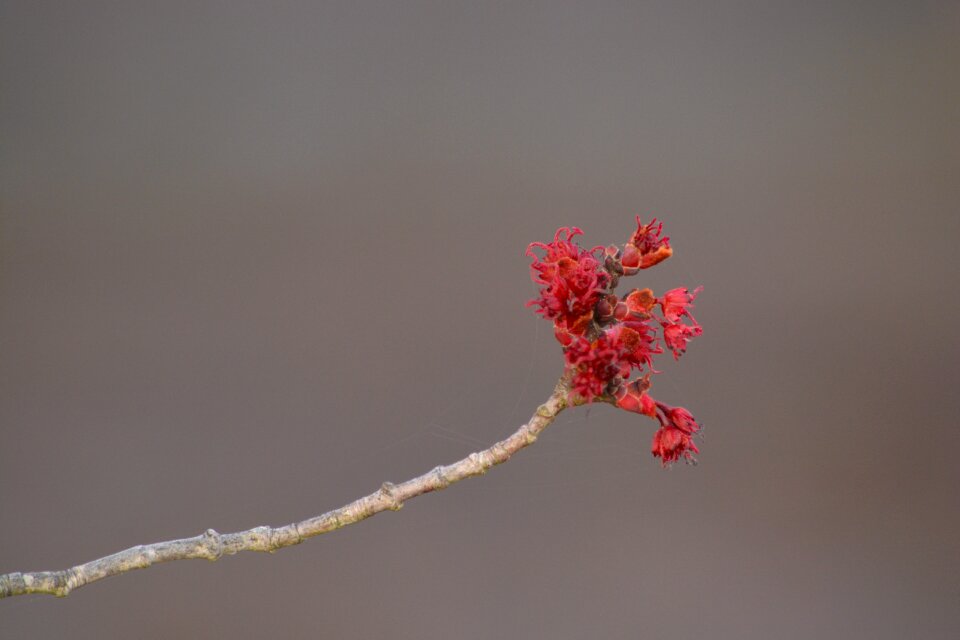Tree winter flora
