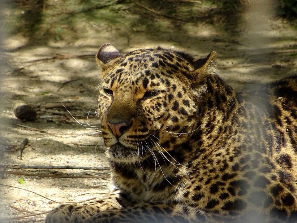 Leopard spotted animal Free photos