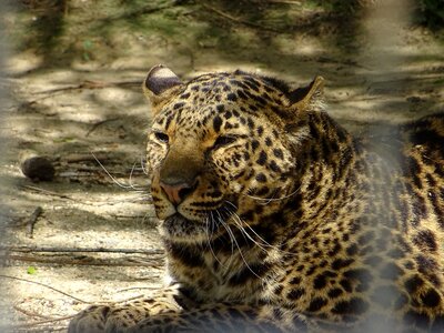 Leopard spotted animal Free photos photo