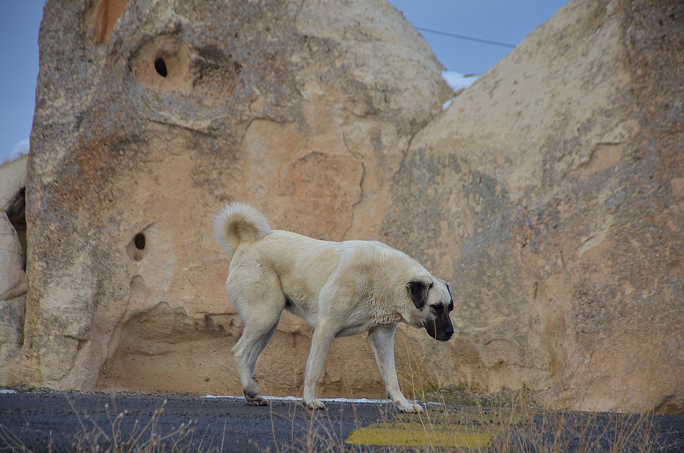 Kangal rock road