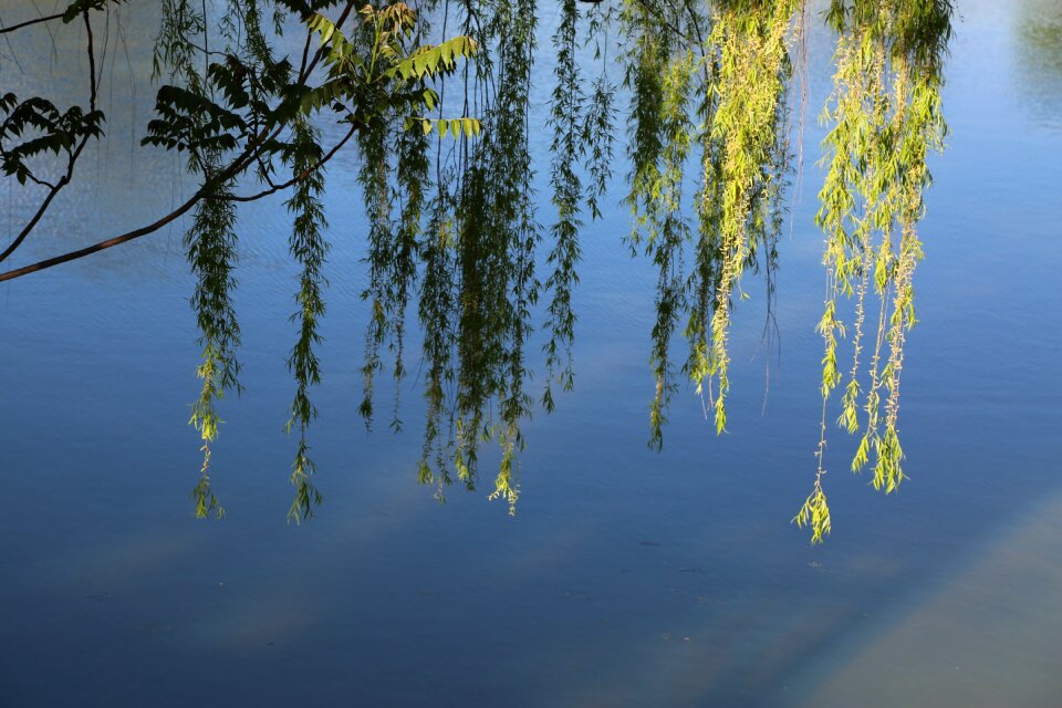 Tree water overhanging branches