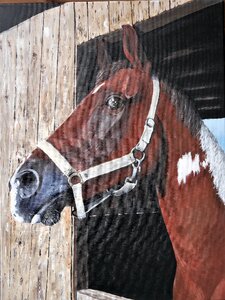 Head animal livestock