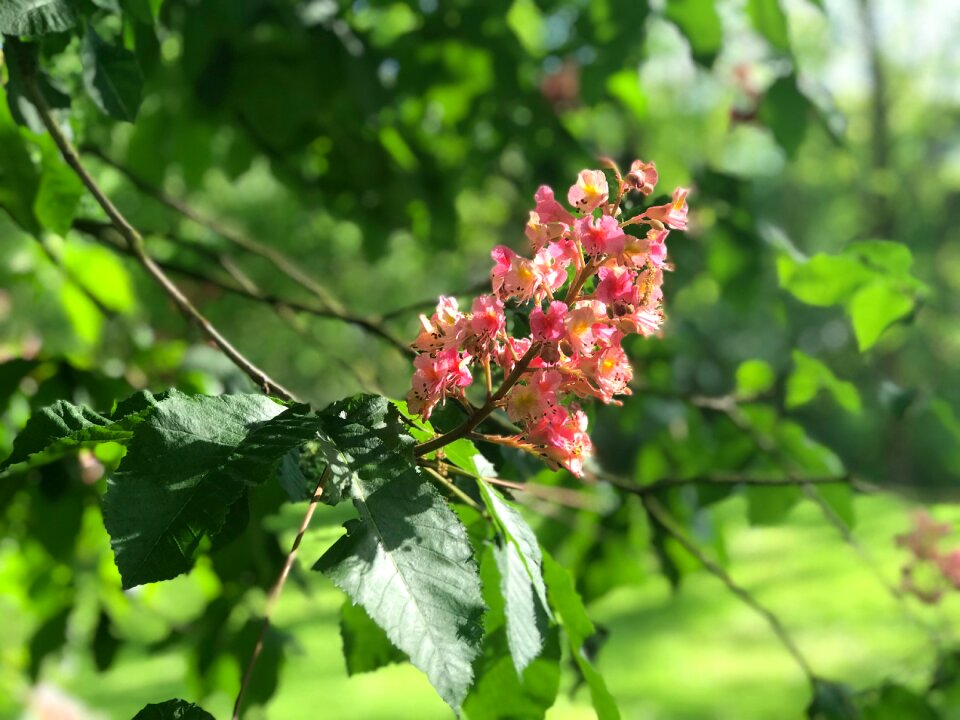 Flower summer tree