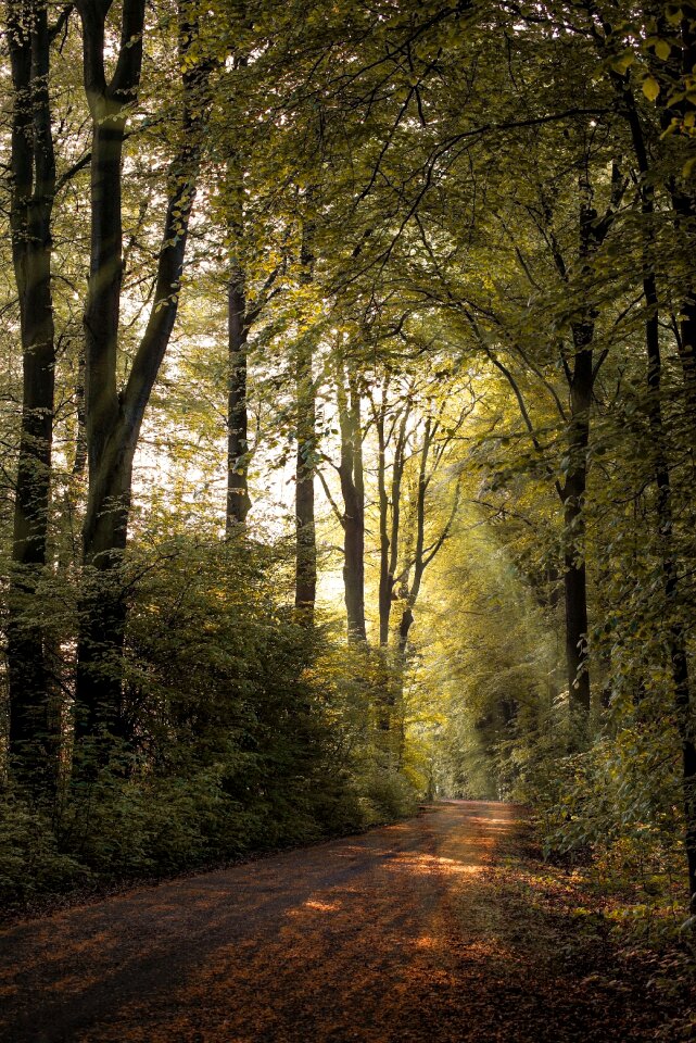 Nature leaves backlighting
