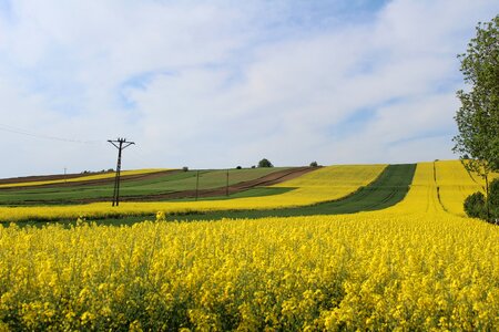 Nature rape rural district