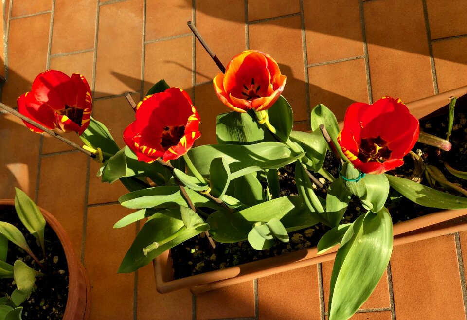 Tulips flower plant