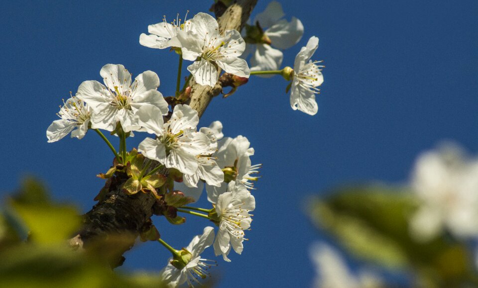 Cherry season cherry blossom