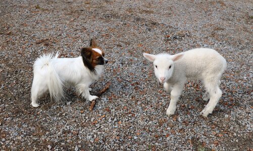 Pet dog the sheep