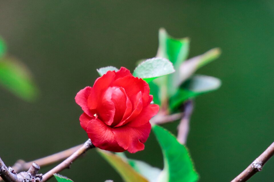 Branch flower outdoor