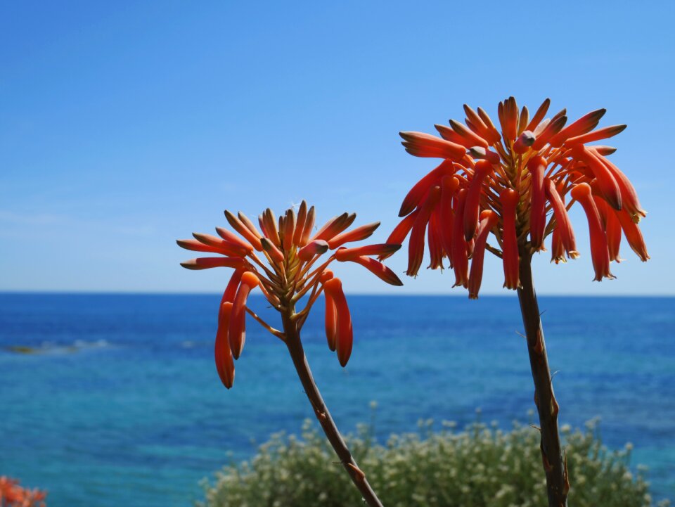 Summer sea flower