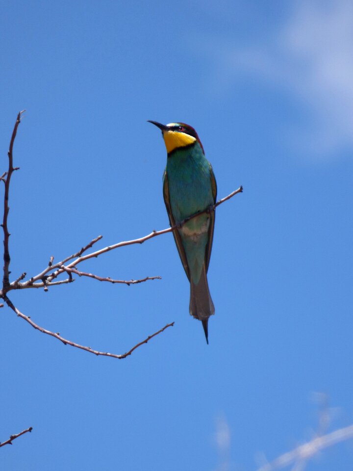 Branch sky bird