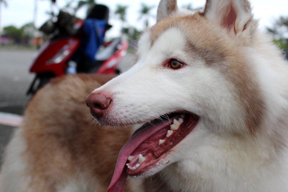 Animal portrait canine