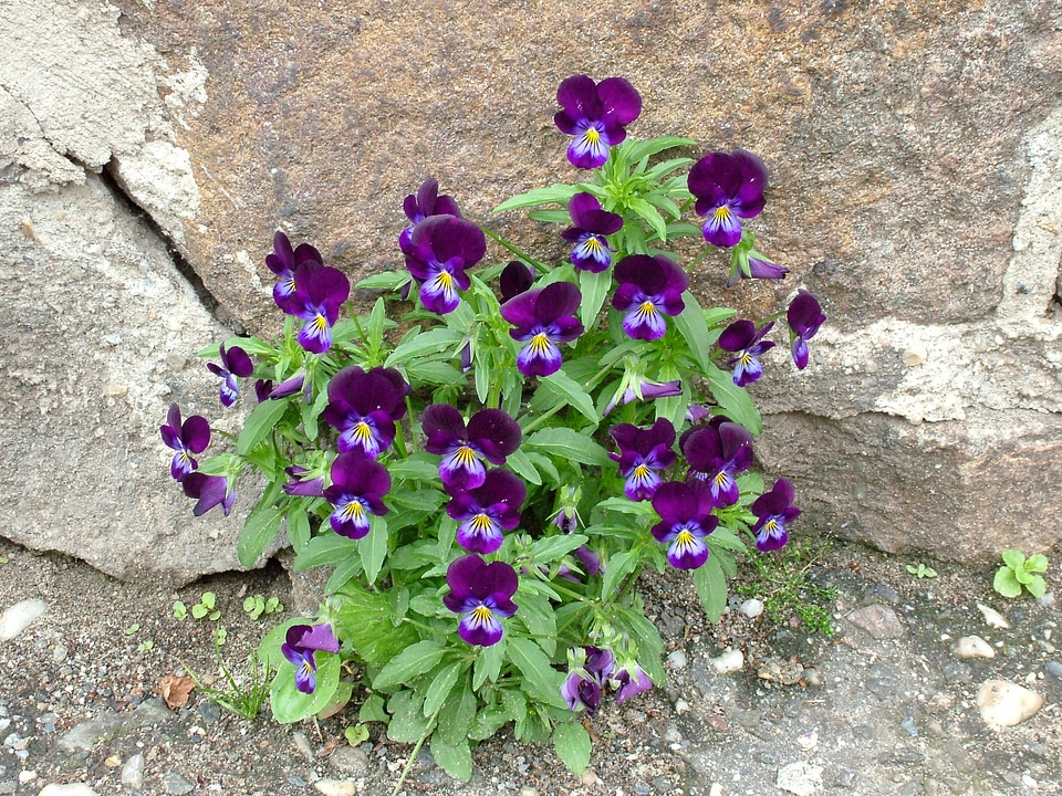 Flower wall purple photo