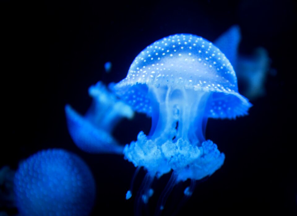 Ocean waters jellyfish
