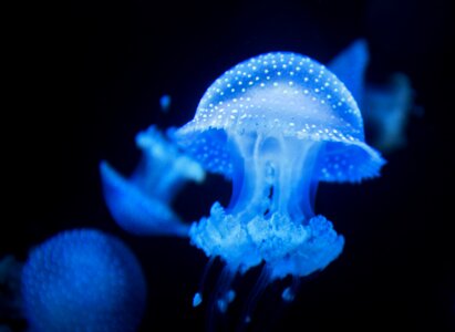 Ocean waters jellyfish photo