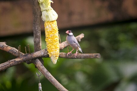 Bird wildlife wood photo