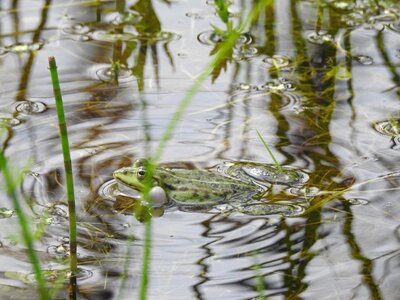 River the taj the frog