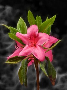 Leaf garden flowers