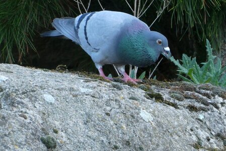 Nature birds animal kingdom photo