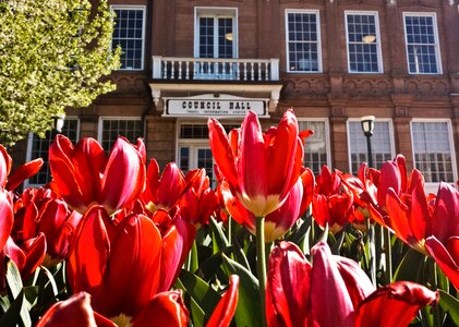 Tulip nature blooming