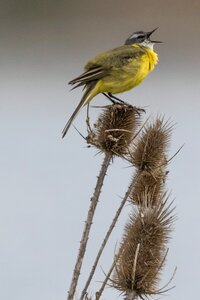 Yellow wagtail birding photo