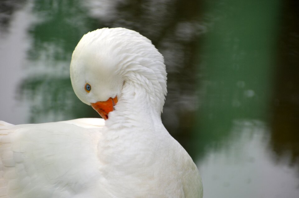 Outdoor no person goose