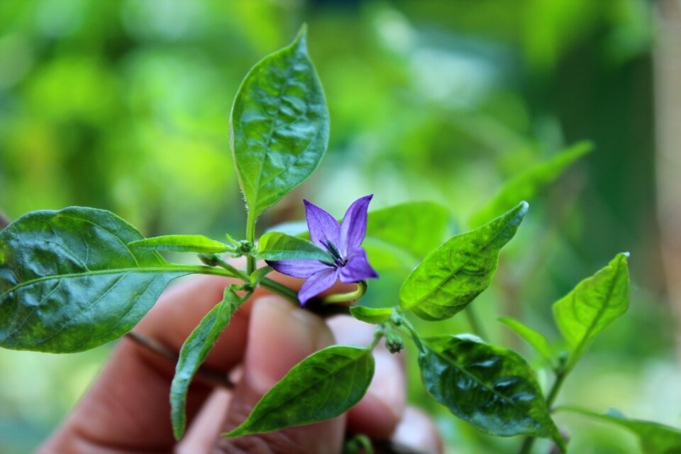 Growth outdoors