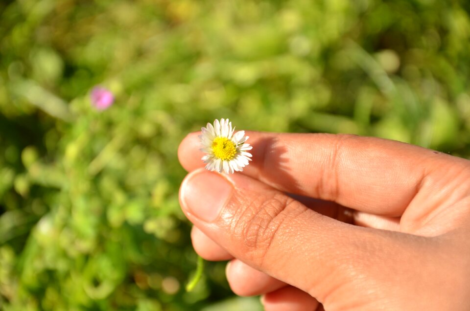 Flora summer grass