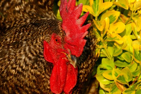 Outdoors economy pet photo