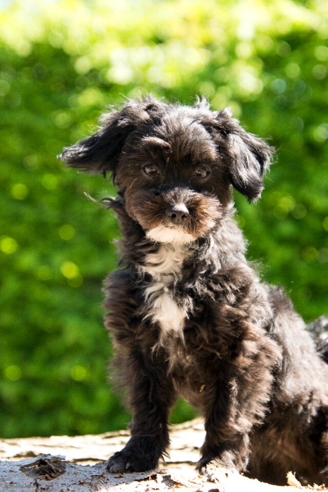 Cute pet hybrid