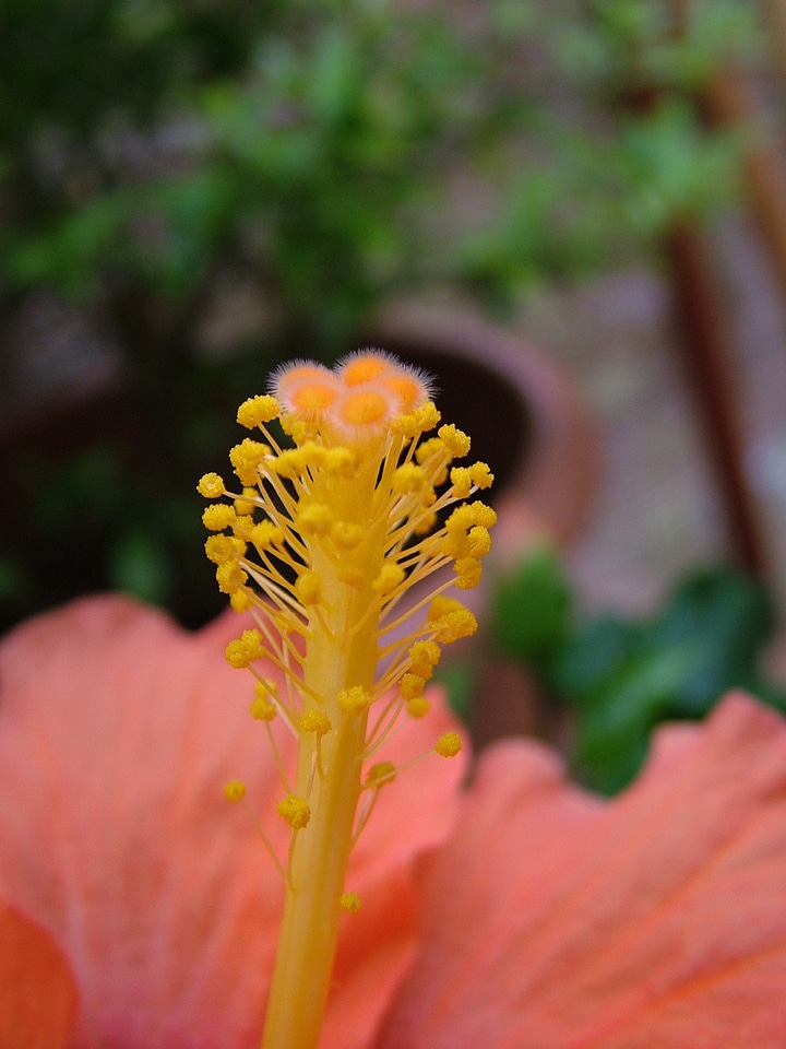 Bloom hibiscus stamens