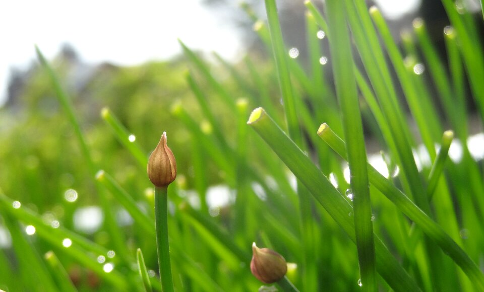 Plant nature garden