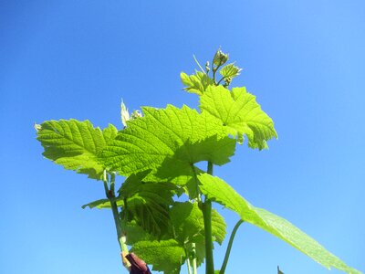 Grape foliage plant photo