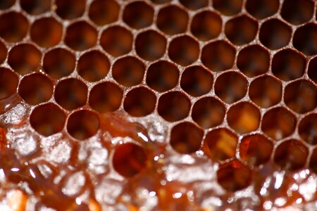 Beehive bee beekeeping photo