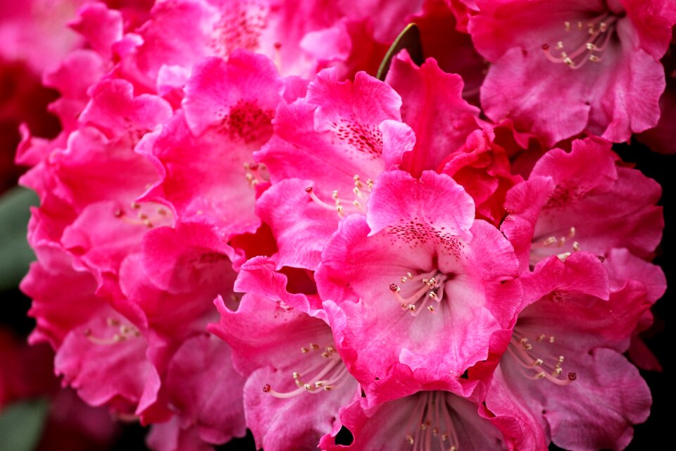 Red light red flower