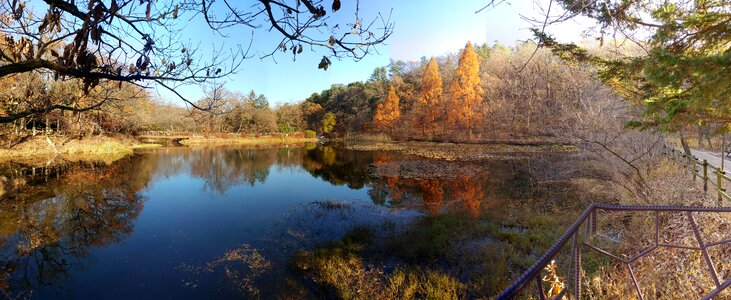 Wood lake scenery