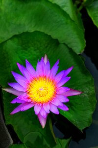 Flower leaf summer