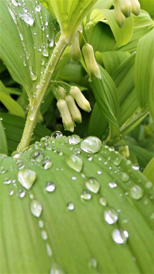 Non nature trickle
