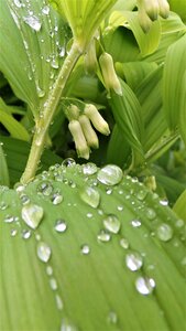 Non nature trickle