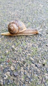 Nature slug invertebrate photo