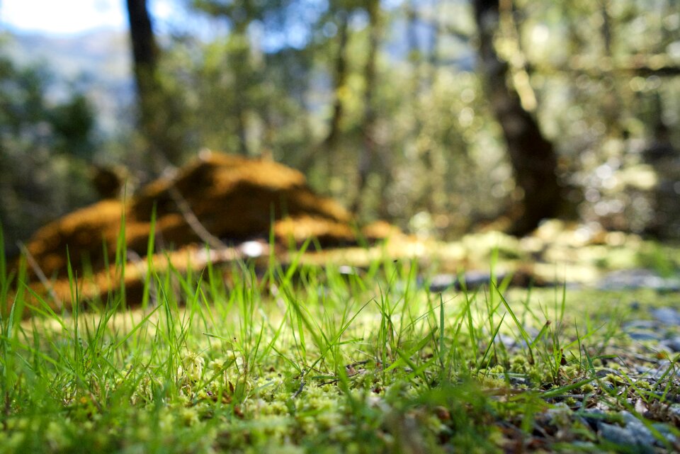 Leaf plants outdoors