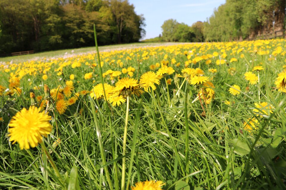 Field nature meadow