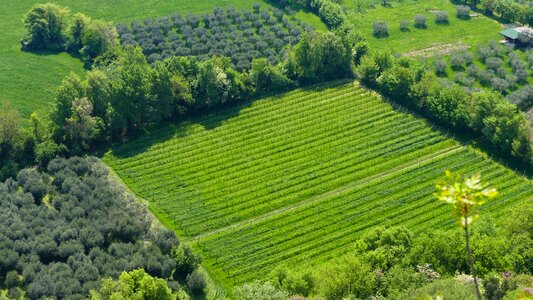 Vineyard field wine