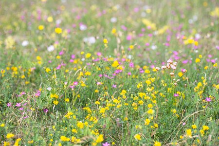 Flower grass nature photo