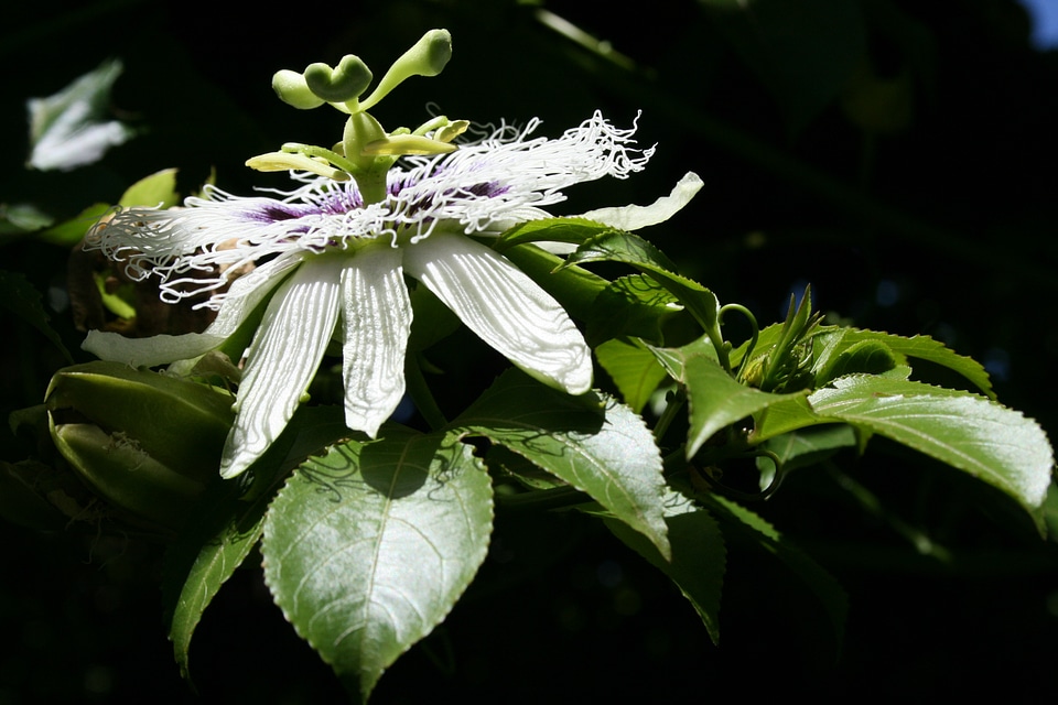 Petals tendrils delicate