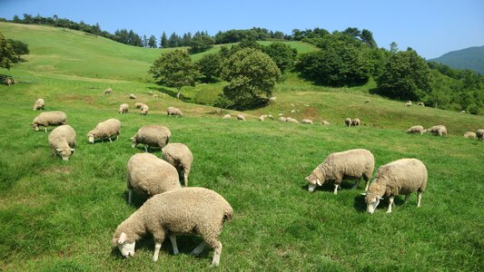 Grass farm livestock