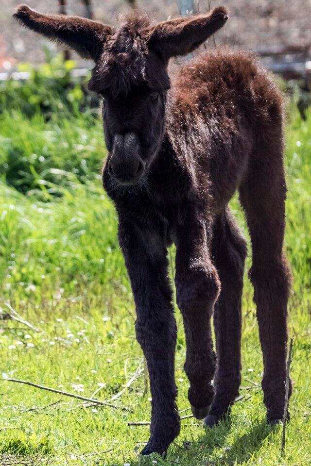 Platero donkey grass