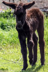 Platero donkey grass photo